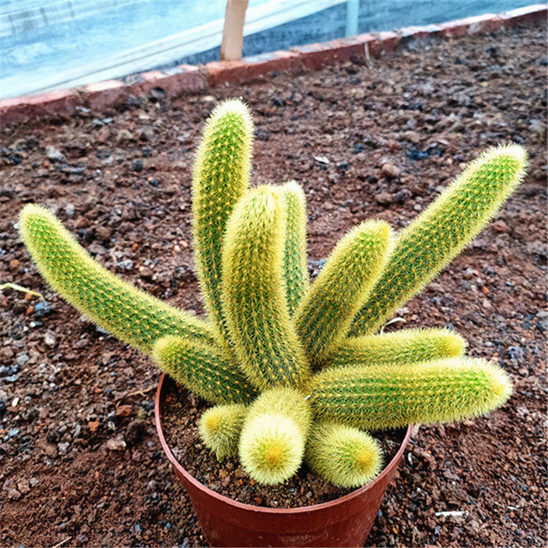 金条防辐射桌面尾柱金猴黄金猴多头黄金条群生小姐多肉植物