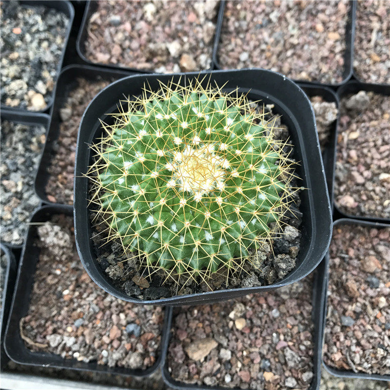 多肉植物金洋丸仙人绿色防辐射甲醛阳台多肉植物