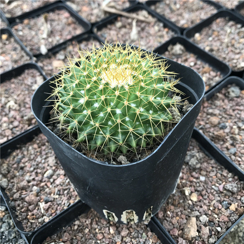 多肉植物金洋丸仙人绿色防辐射甲醛阳台多肉植物