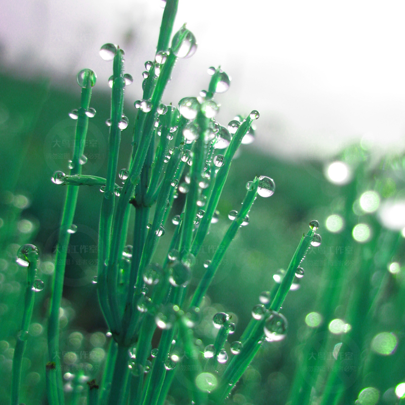 水珠唯美草丛露珠素材大图绿叶雨后水滴绿色设计素材