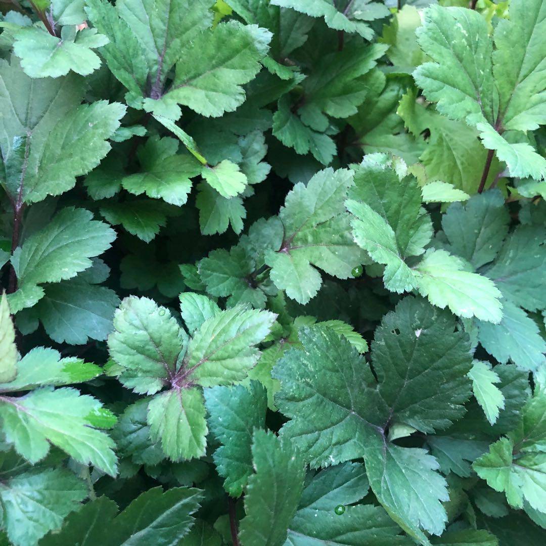 潮汕珍珠菜苗真珠花菜大苗带土红脚艾白苞蒿绿植