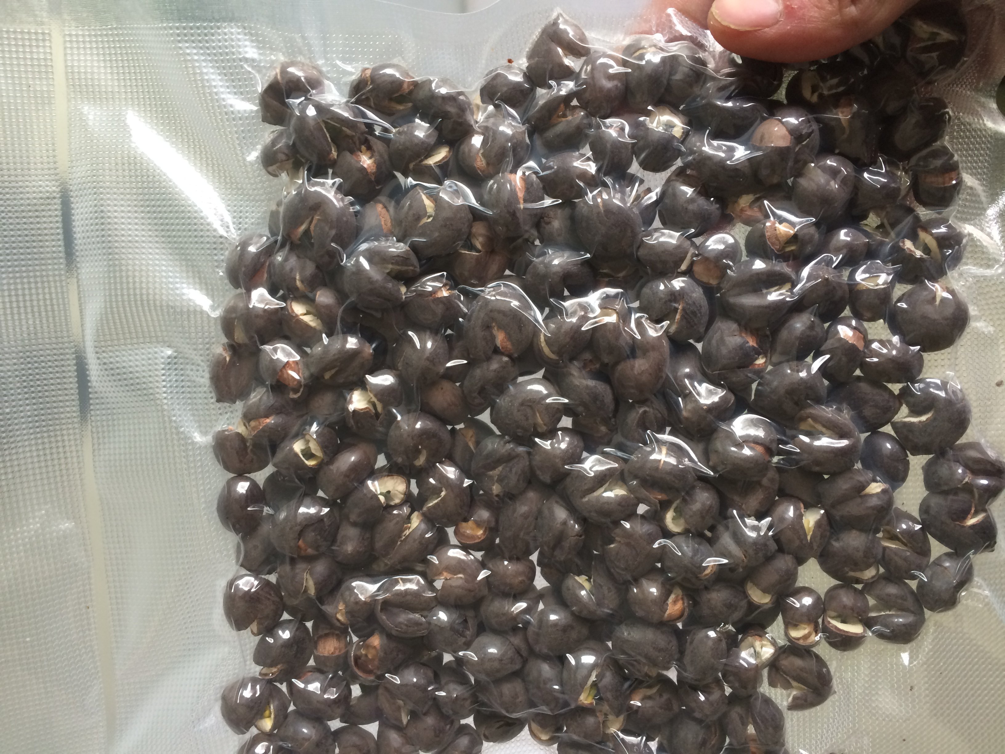 莲子带壳湖北洪湖特产磨皮煲汤白莲农家零食莲子