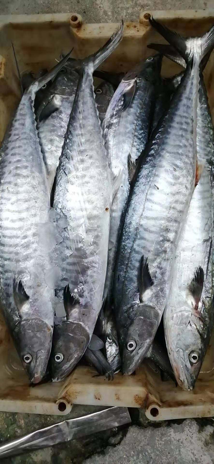 博贺当天现捕新鲜马鲛鱼鲜活鲅鱼冷冻水产45斤马鲛鱼