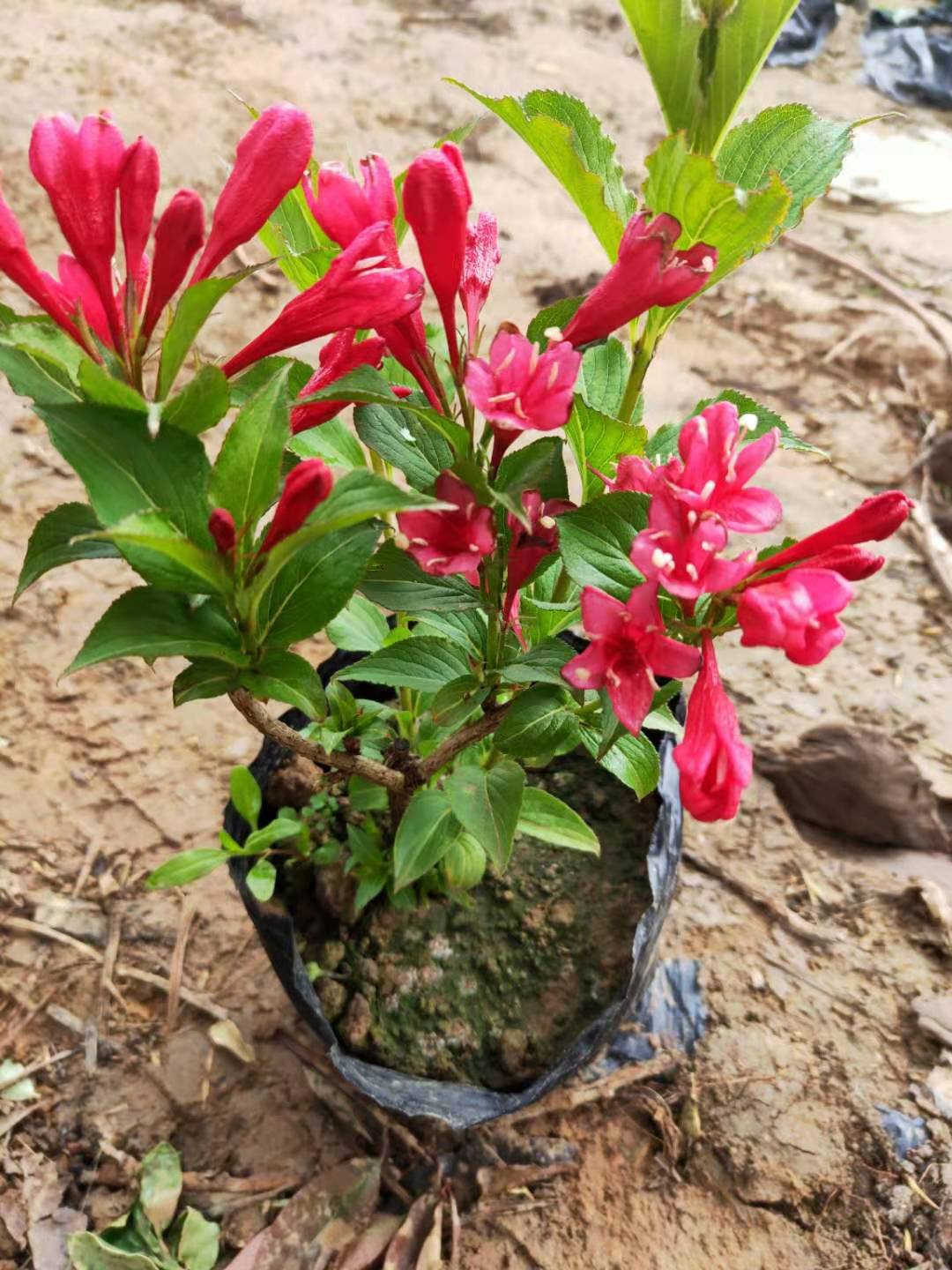 当年开花花红王子锦带花苗庭院绿植绿篱植物观叶