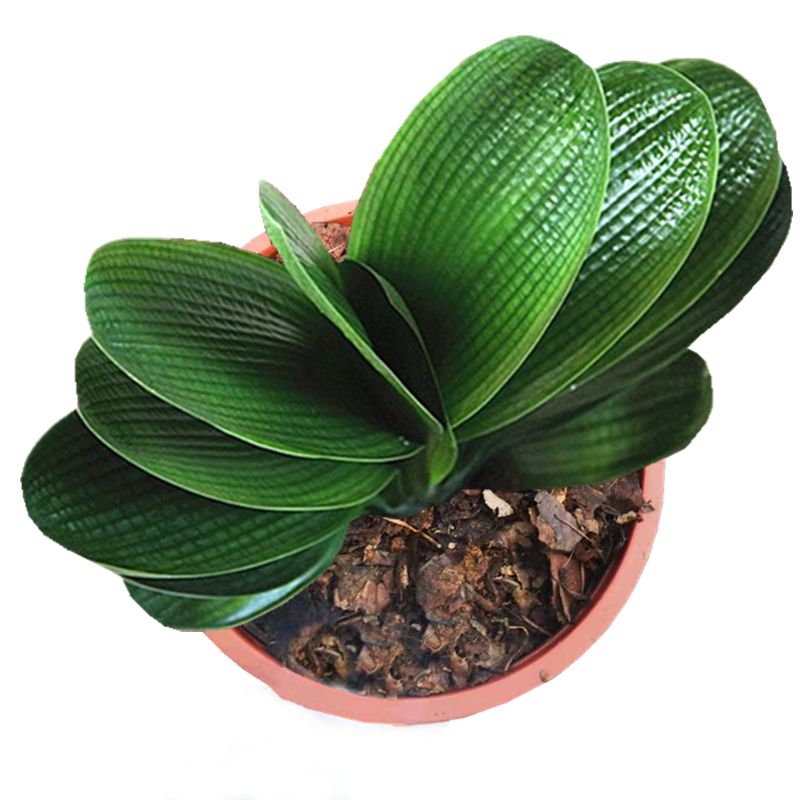 长春精品君子兰名贵绝版玲珑珍珠麻脸宽短叶头油绿植