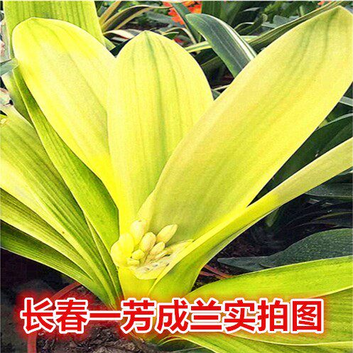 长春一芳君子兰精品佛光一叶小苗头短叶彩兰鸳鸯绿植