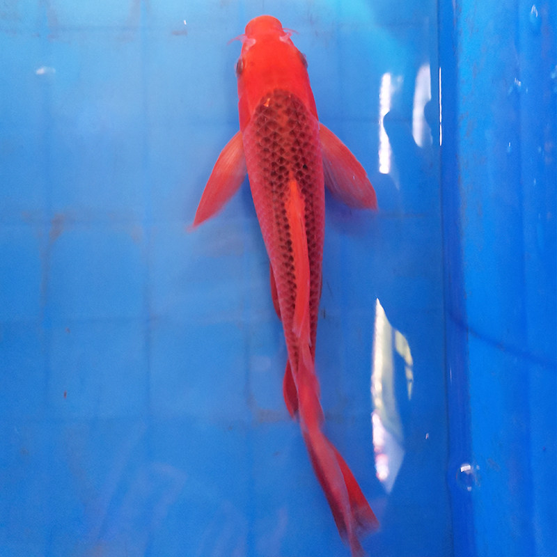 松叶龙凤锦鲤纯种活体长尾观赏鱼金银红松冷水鱼