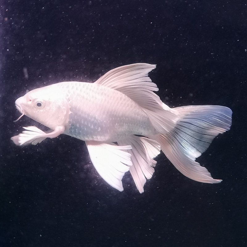 蝴蝶纯种台湾长身龙凤长尾贵妃白金鲤广观赏鱼鱼