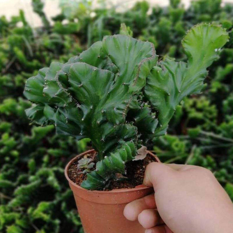 彩色麒麟植物盆栽玉麒麟镇宅辟绿植花卉卉彩春峰多肉植物