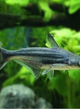 家养淡水观赏蓝鲨凶猛大白化小鲨鱼