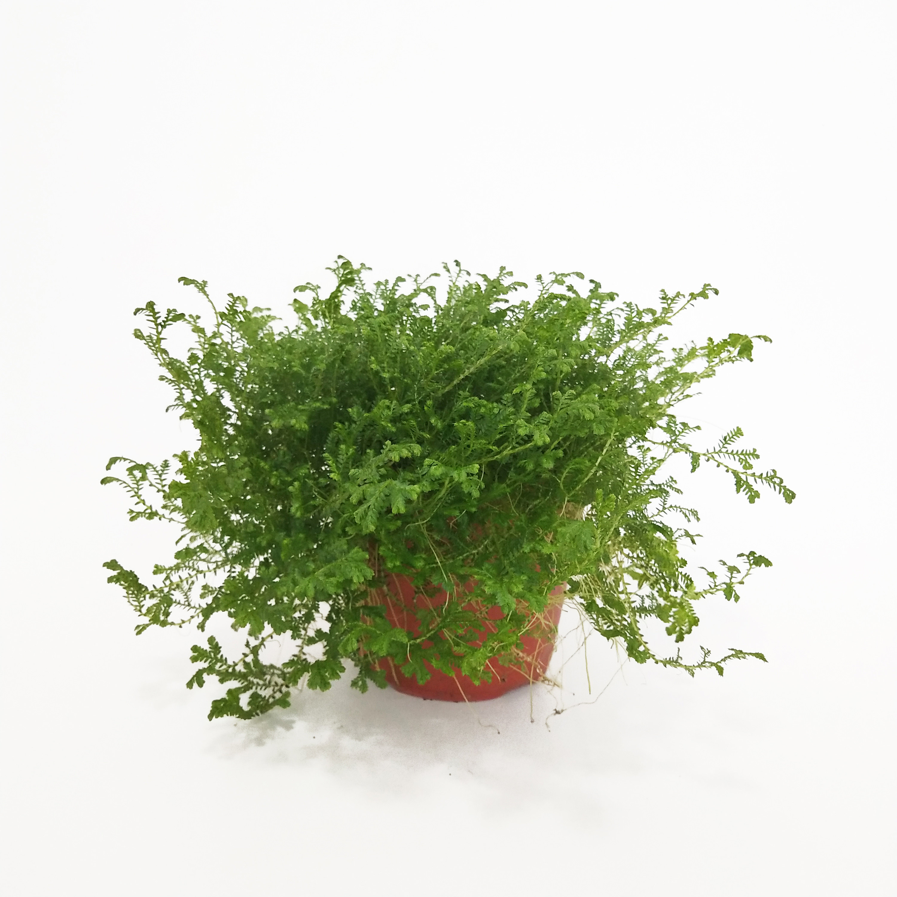 棉花糖肾蕨密叶波斯顿蕾丝鸟巢青龙盆栽水陆室内绿植