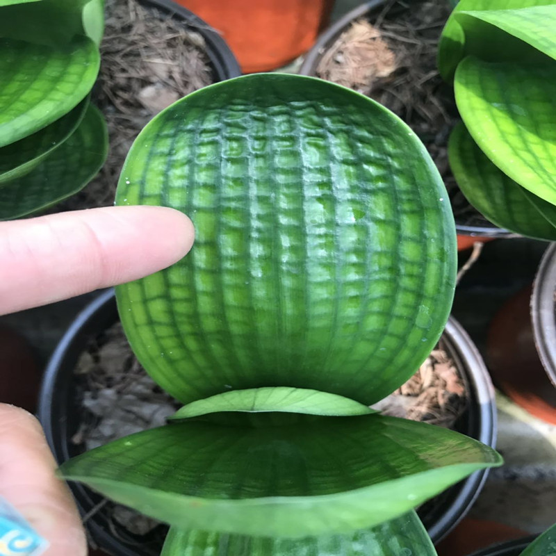 长春精品君子兰元宝微短宽叶粗筋珍珠麻脸圆头绿植