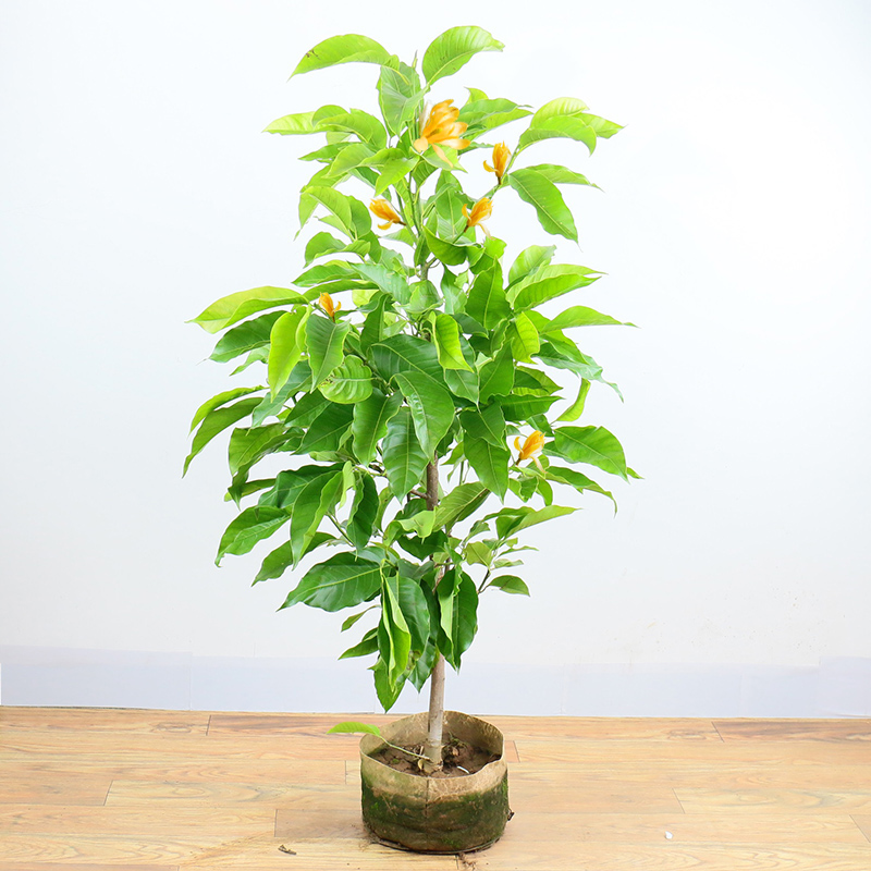 白兰花植物盆栽室内开花花苗大树树苗老桩花苞花卉