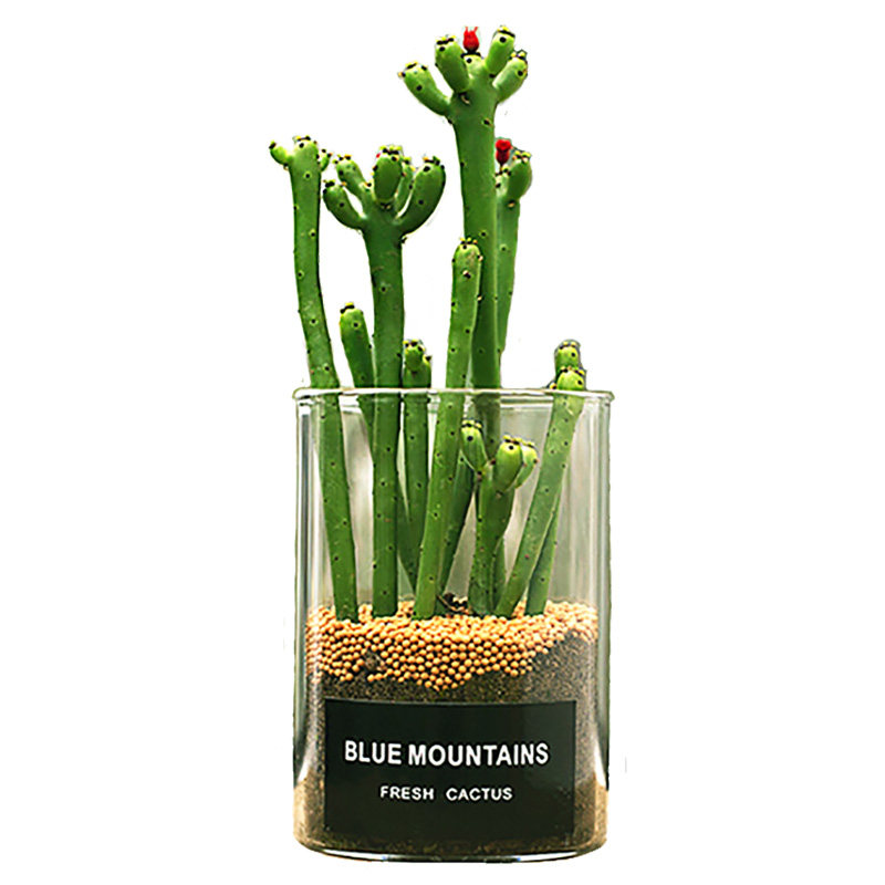 仙人玻璃盆栽开花植物室内小多肉微景观仙人掌多肉植物