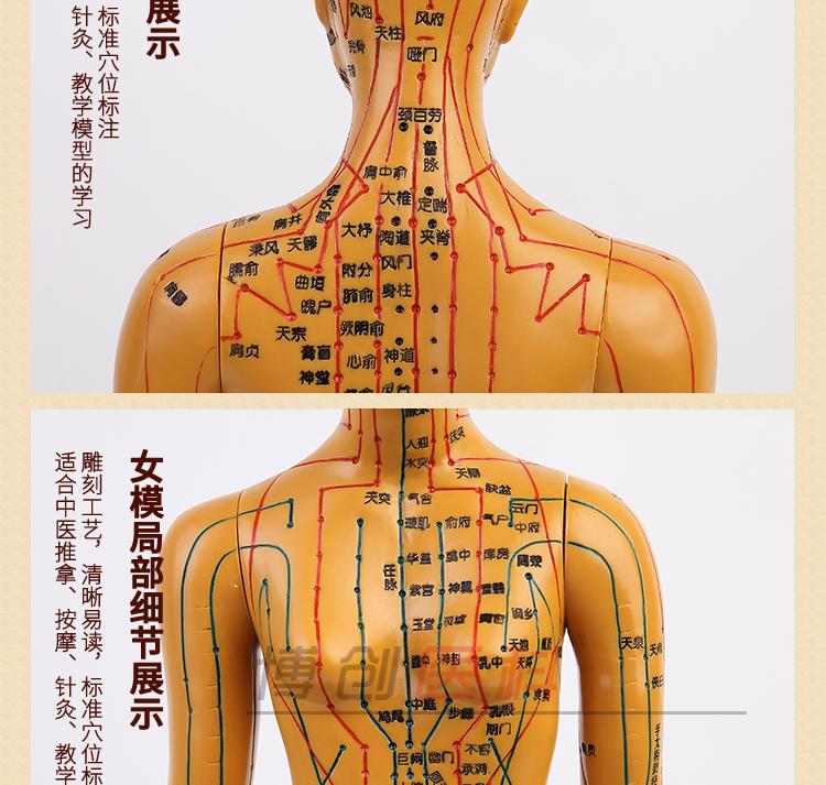 女性经脉针灸图图片