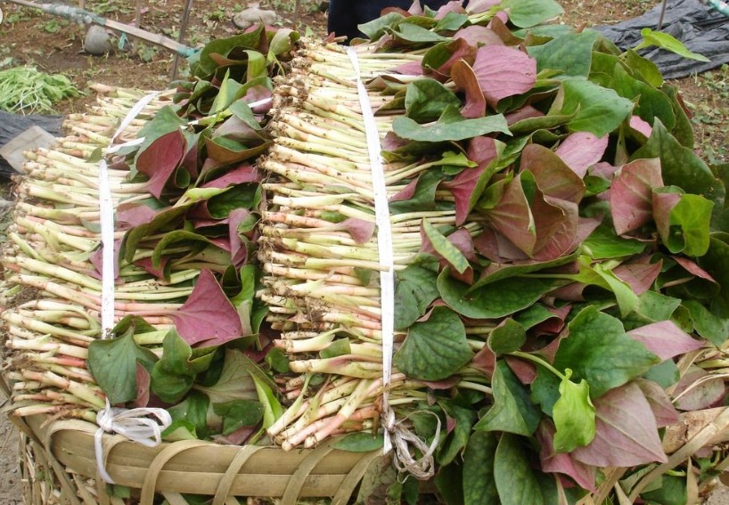 3斤新鲜鱼腥草叶子折耳根叶子嫩叶猪鼻孔节节根凉拌野生侧耳根茶
