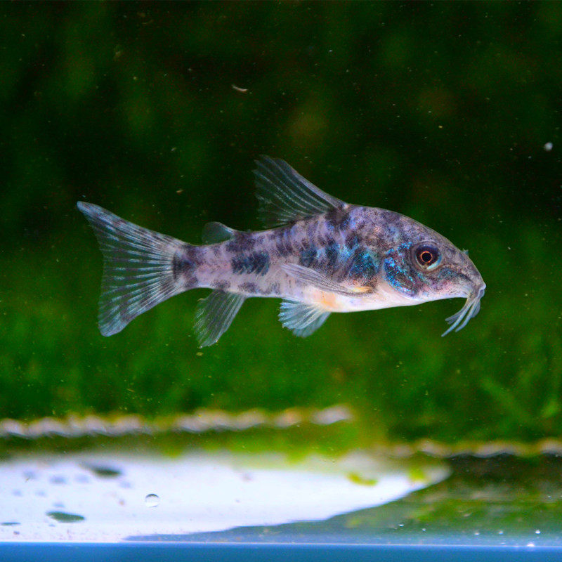 活体鼠鱼底层清洁洁鱼工具热带鱼观赏鱼小型冷水鱼鱼