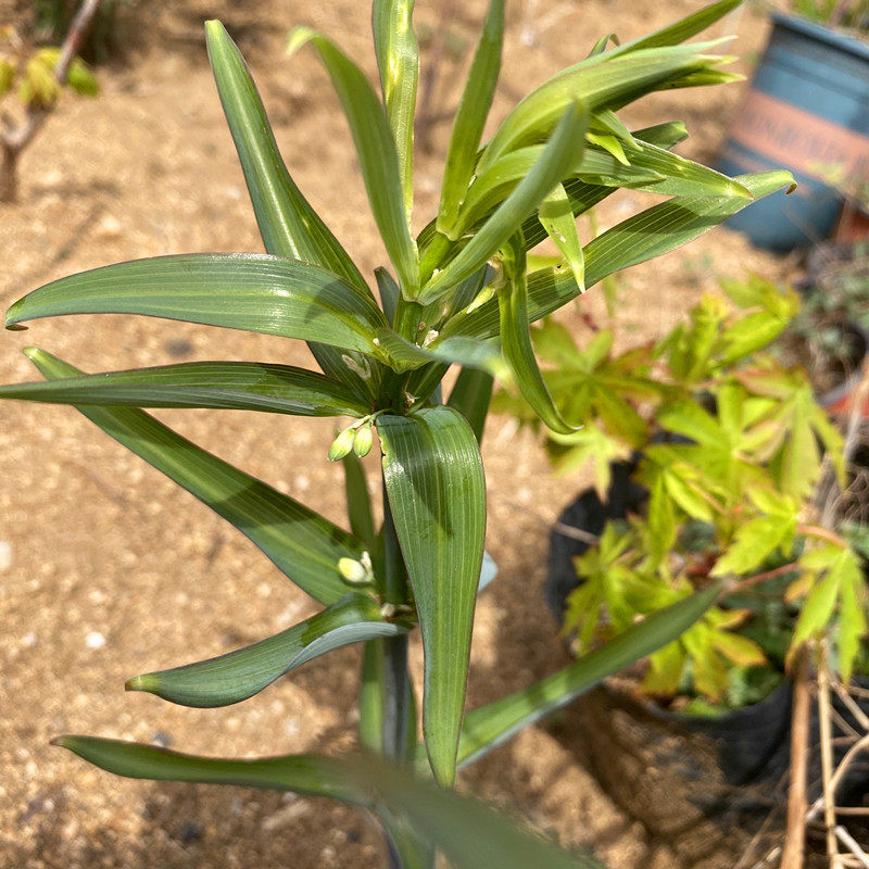 东北黄精二苞黄笔管菜苞叶黄精种苗中草药植物家庭绿植