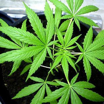 种子火麻中草药植物线麻胡麻汉麻野菜麻仁四季家庭园艺种子