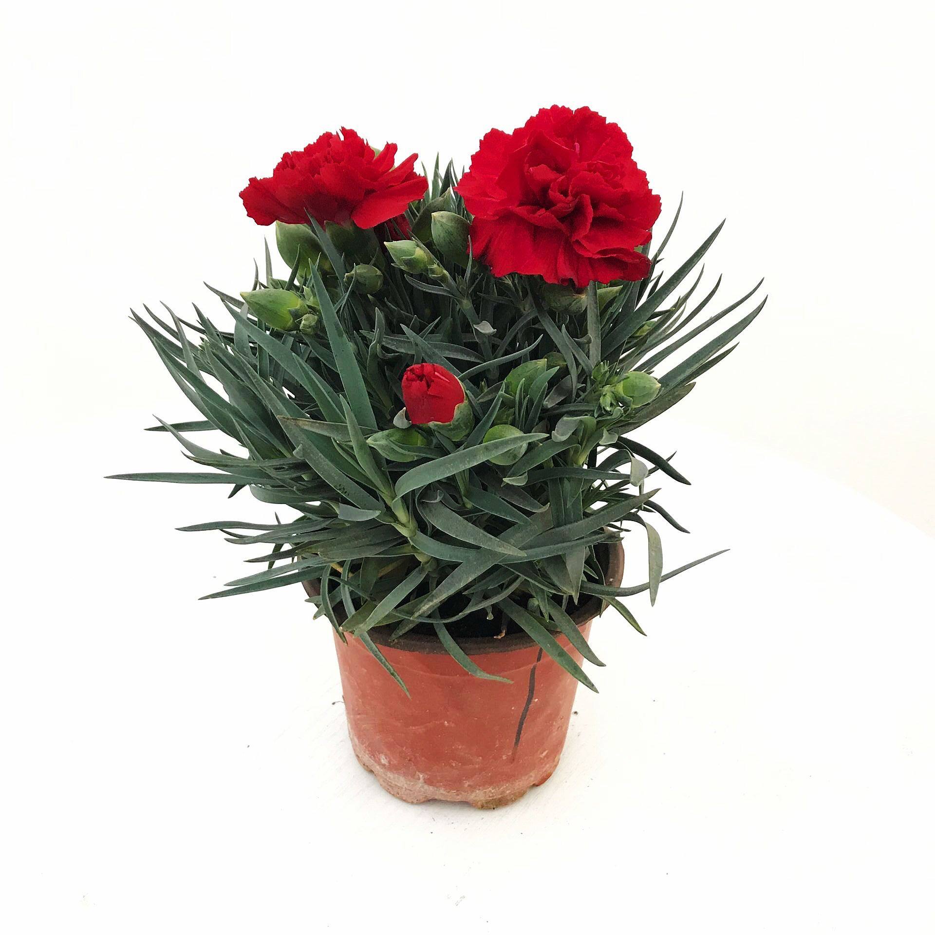 康乃馨盆栽带花苞花苗室内阳台庭院绿植好养四季开花植物花卉