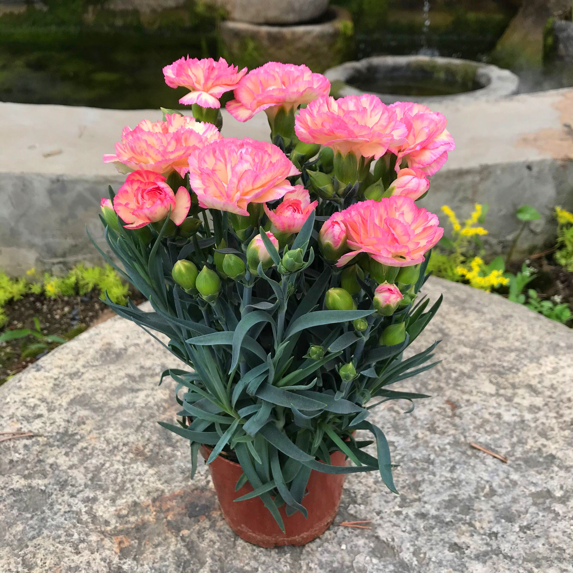 花卉康乃馨盆栽花苗室内窗台阳台植物绿植带花时令草本花卉