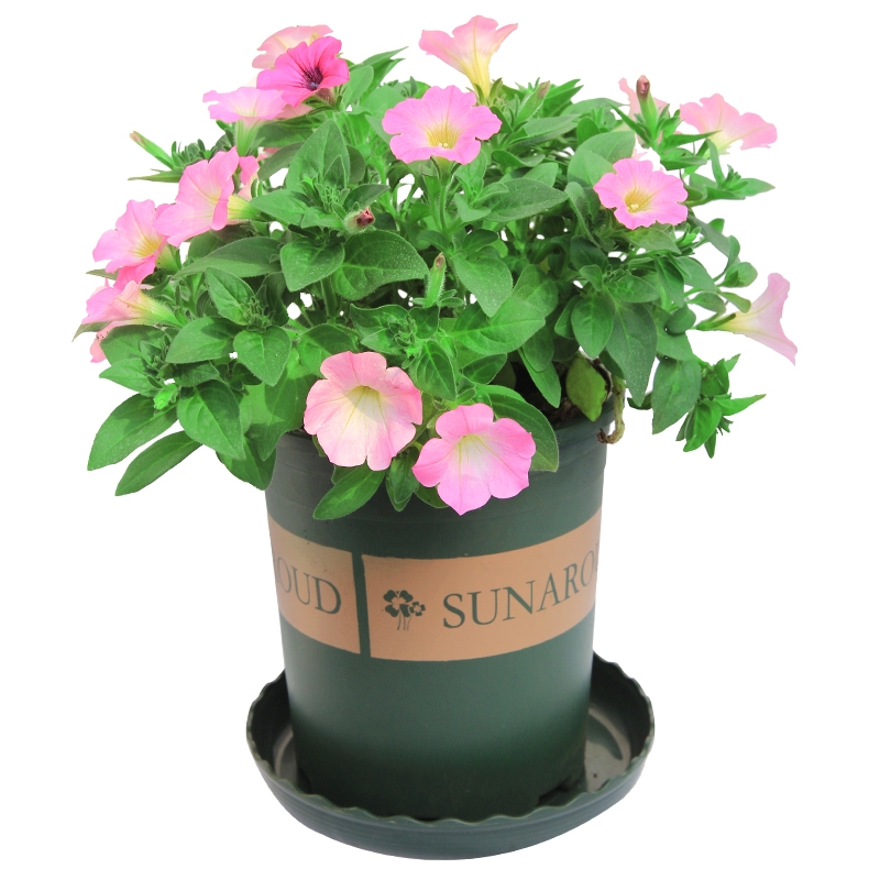 牵牛盆栽花苗牵牛花花舞春花喇叭花绿植带花发货时令草本花卉