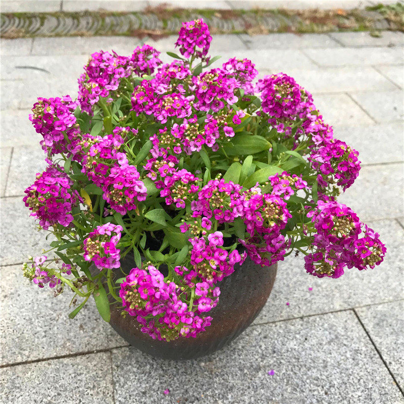 植物香雪球盆栽阳台垂吊芳香绿植花卉室外地被花卉