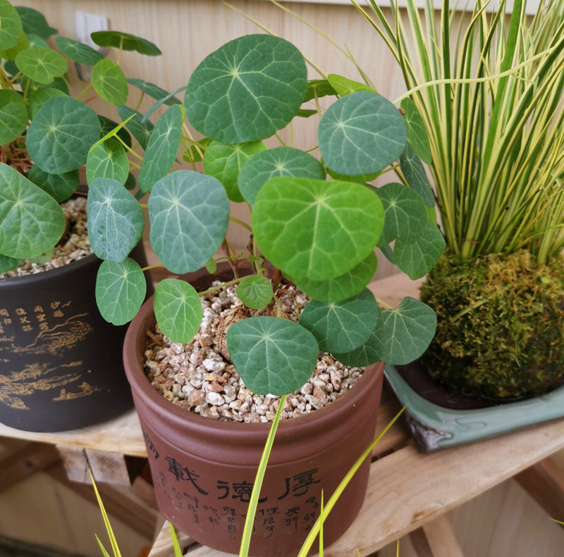 好养包皮实状态叶状态乌龟多肉圆水培盆景盆栽植物时令草本花卉