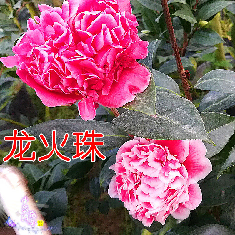 绿植茶花龙火珠稀有品种山茶珍贵客厅庭院武瓣时令草本花卉