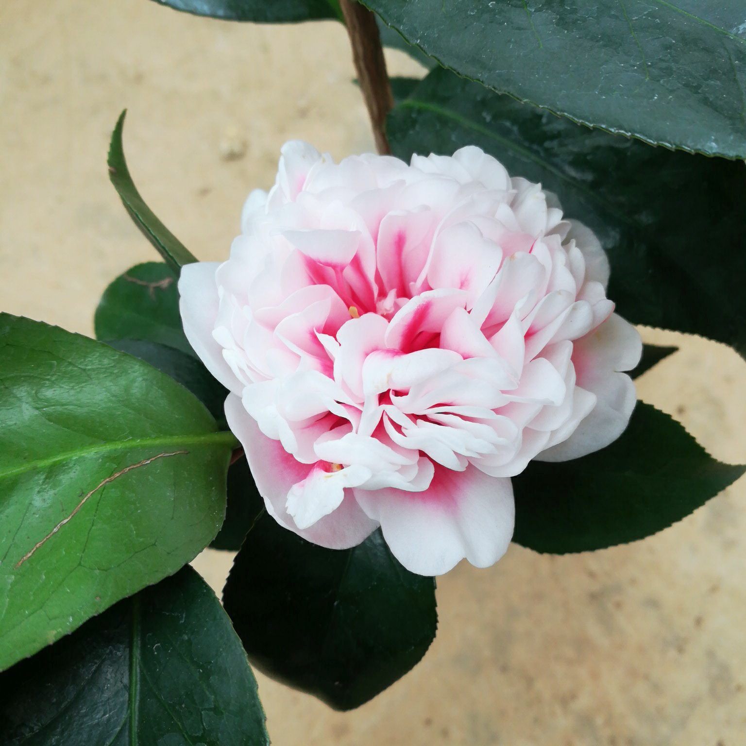 绿植茶花龙火珠稀有品种山茶珍贵客厅庭院武瓣时令草本花卉