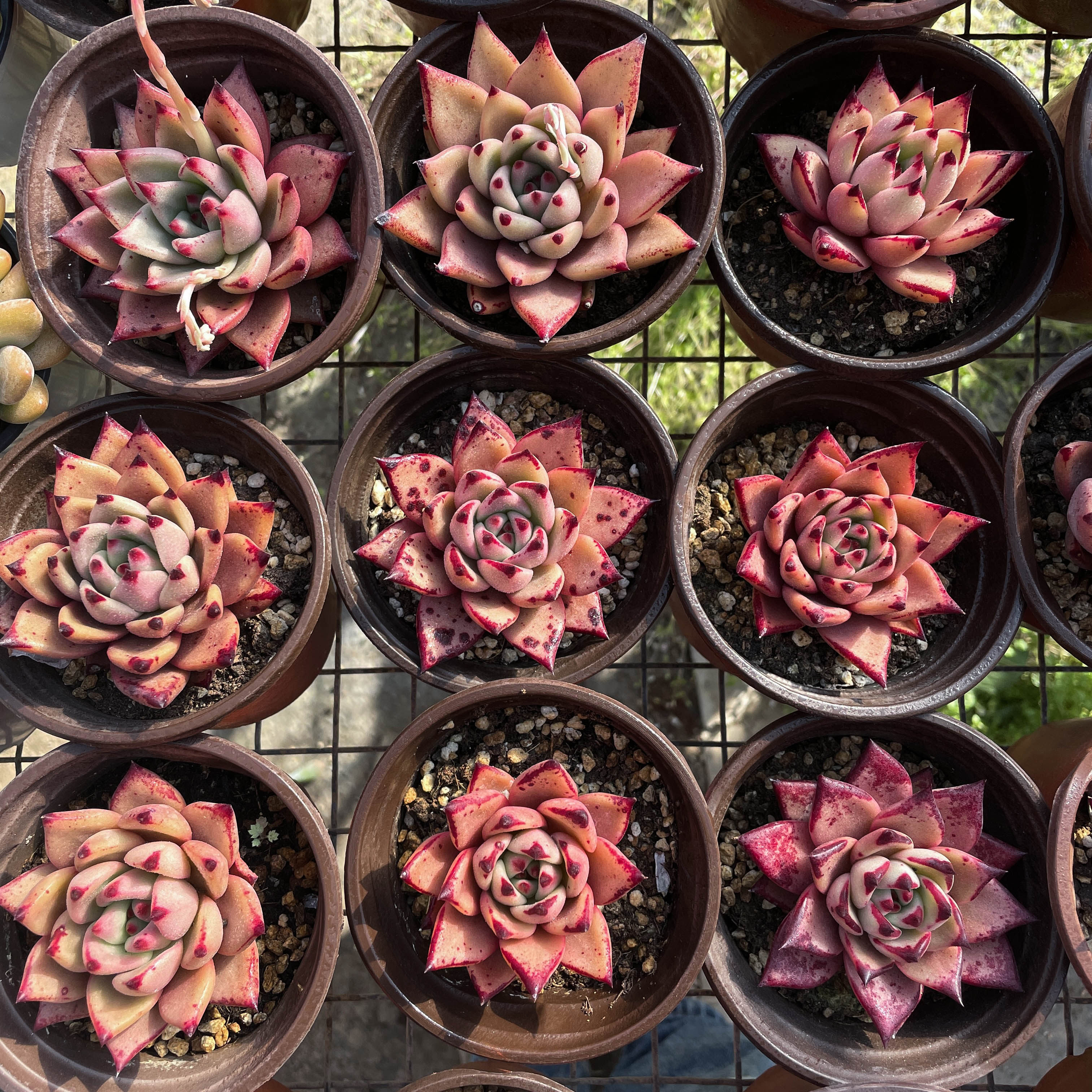 kusu库苏一物一拍血罗杂交新品稀有品种爆款多肉植物