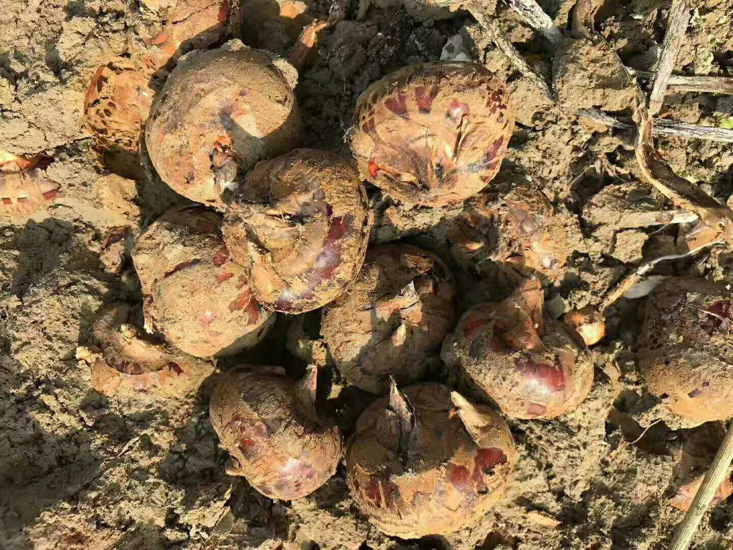 新鲜乐昌北乡大马马蹄现挖荸荠当季即食水果荸荠