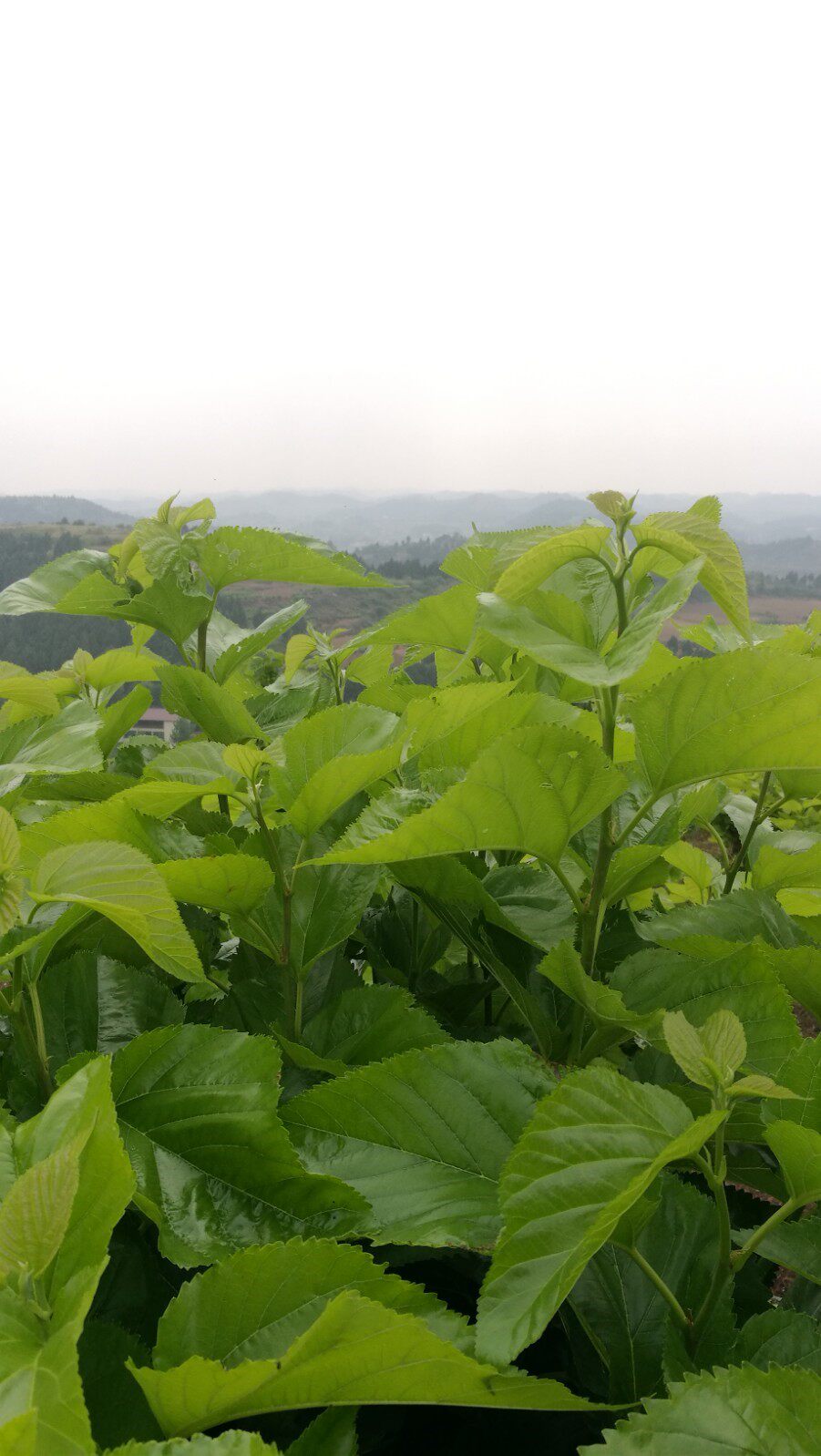 桑叶养蚕新鲜喂养蚕宝宝学生顺丰云南昆明小蚕桑叶