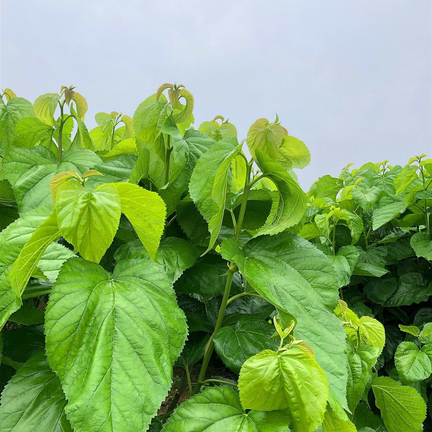 新鲜嫩学生成都现摘桑树套餐农家喂食养蚕天然桑叶