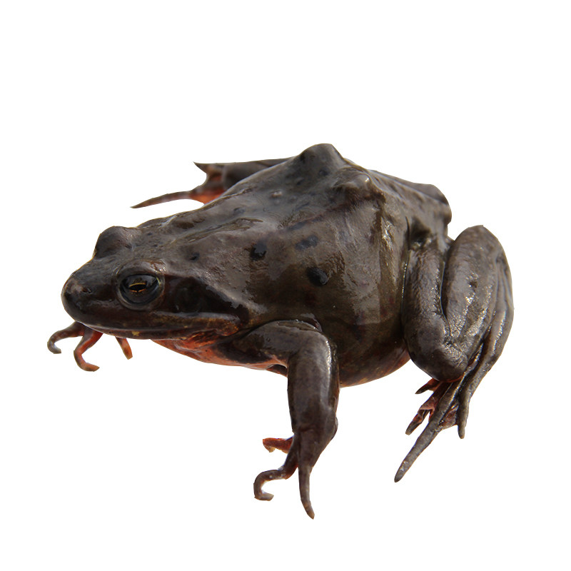 东北活林活体蛤蟆雪蛤母哈士蟆满籽满油定两10只其它雪蛤制品