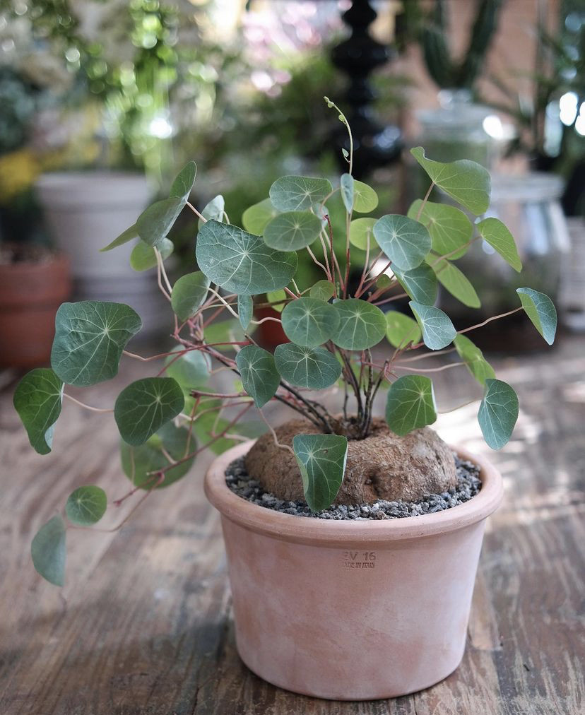 千金藤盆栽小叶红藤山乌龟金不换地不容盆景阳台块根植物花卉绿植