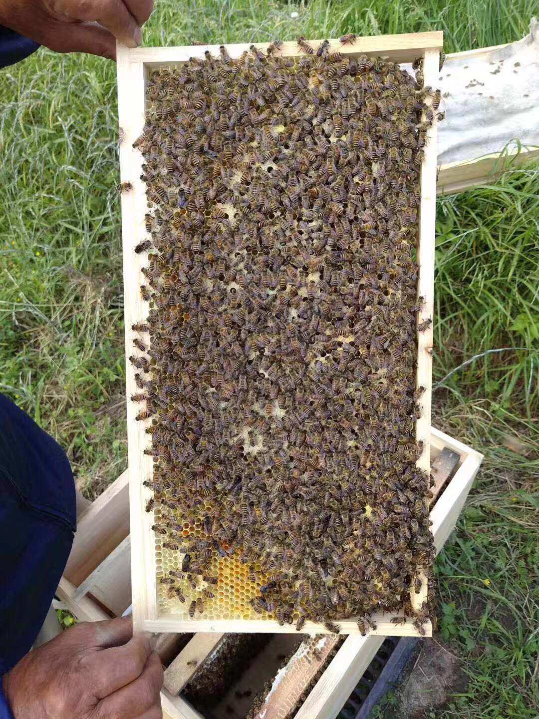 蜜蜂蜂群中蜂活体蜂王中蜂蜂群蜜蜂活 群出售带子脾 整箱土蜂蜂群