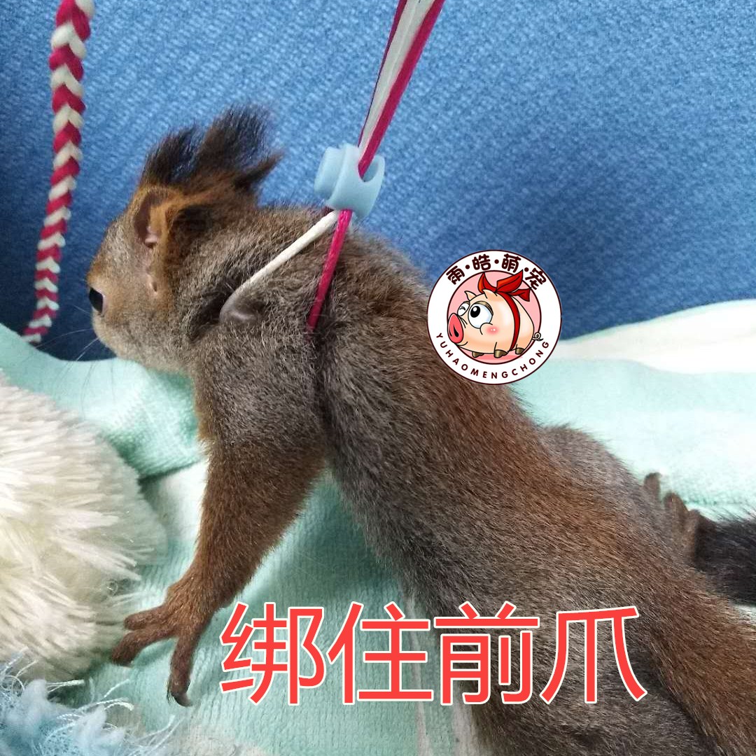 仓鼠用品牵引绳宠物玩具外带绳项圈花枝鼠松鼠遛弯互动用具肩背式