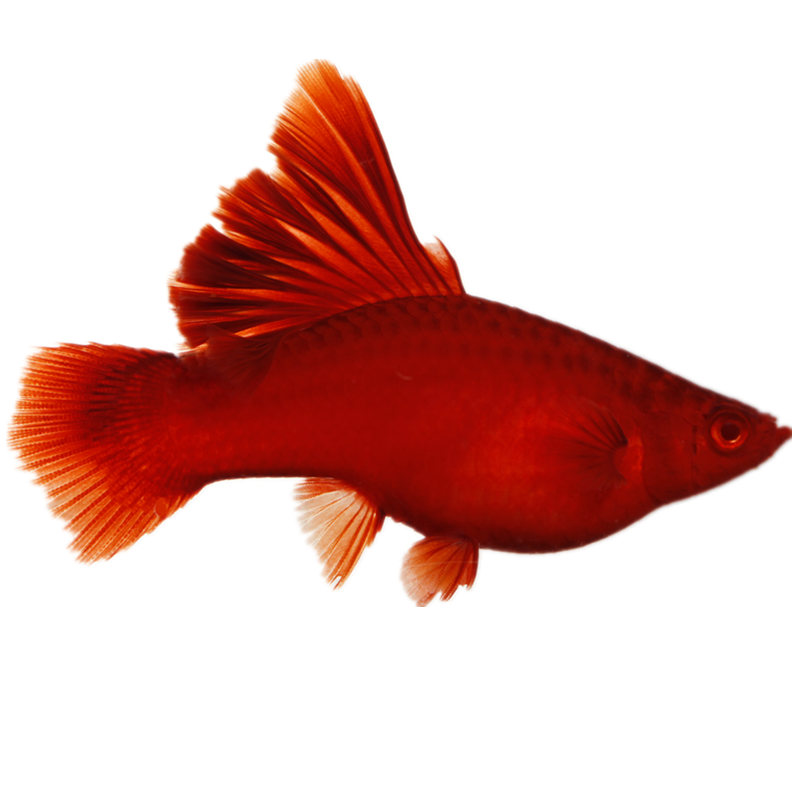 高鳍菊花帆红剑鱼狼牙热带观赏鱼活体新款上市鱼