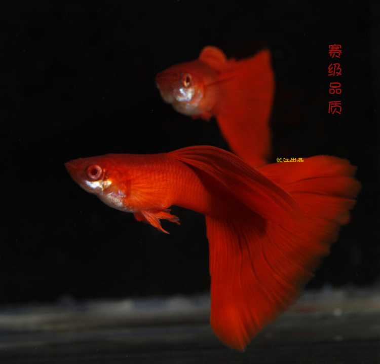 精品血红孔雀鱼台湾美国全红大背全红白子活体观赏鱼热带鱼种