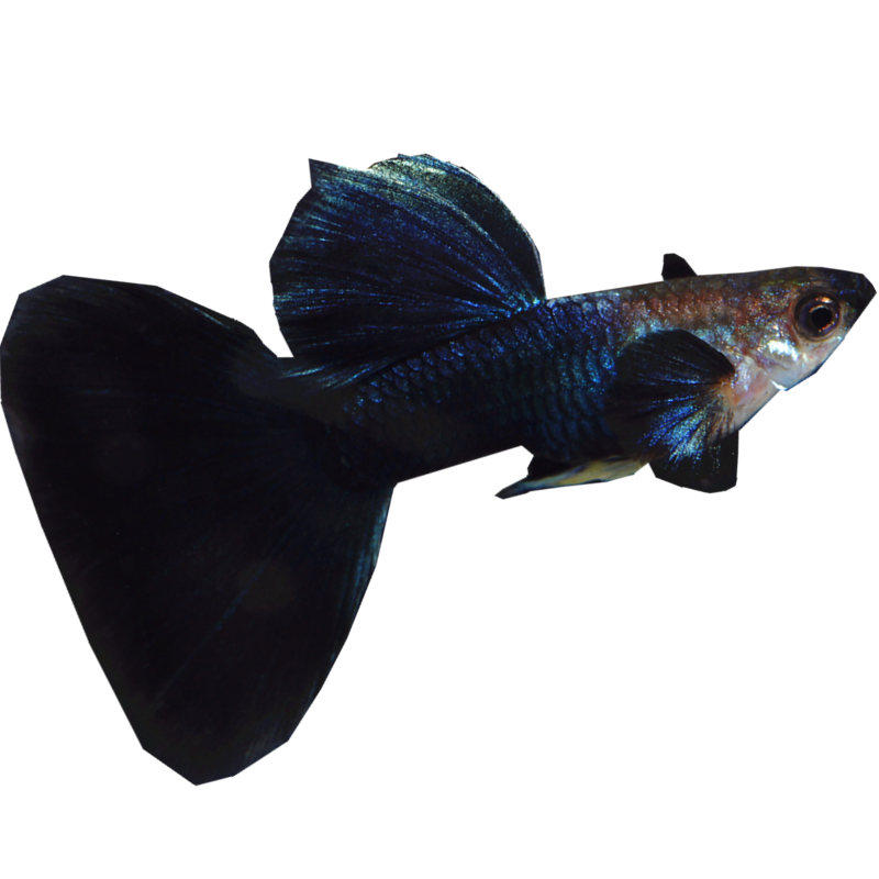 礼服蓝尾孔雀鱼亮纯种精品品兰热带鱼活体凤尾鱼