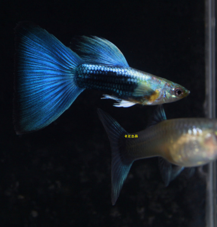 礼服蓝尾孔雀鱼亮纯种精品品兰热带鱼活体凤尾鱼