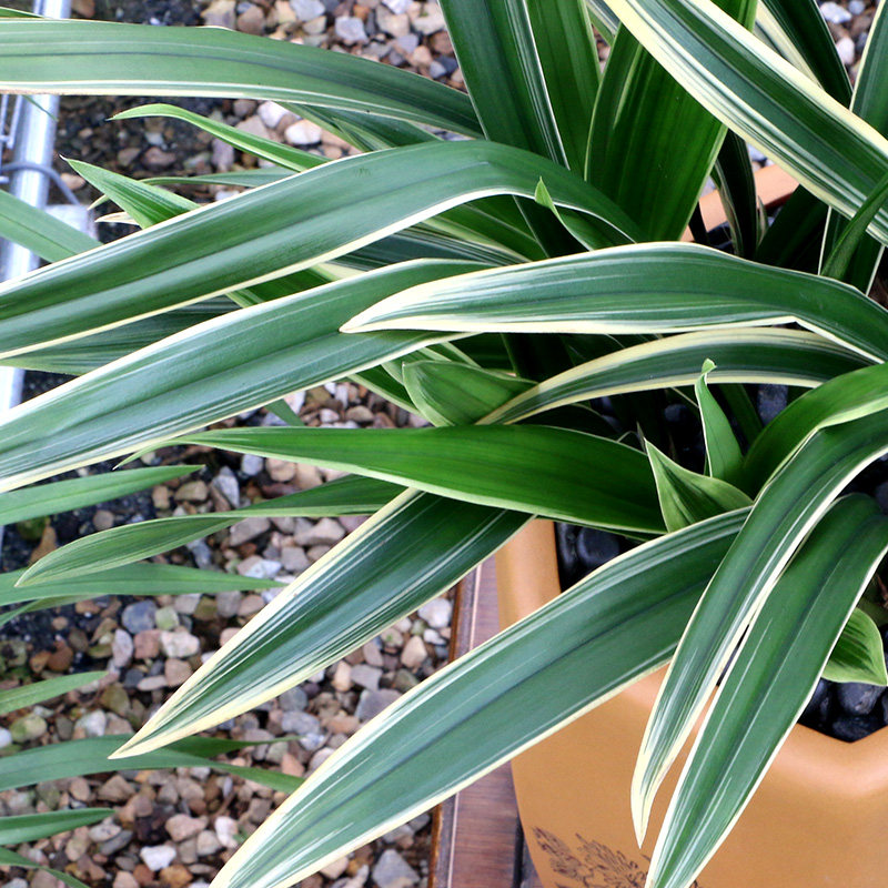 翁源兰花花苗金边墨兰银托带原盆土发好养招财绿植