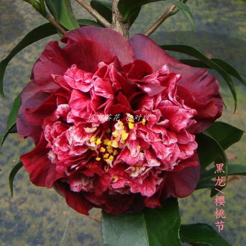 黑龙也叫樱桃嫁接苗黑红色名贵稀有茶花绿植时令草本花卉