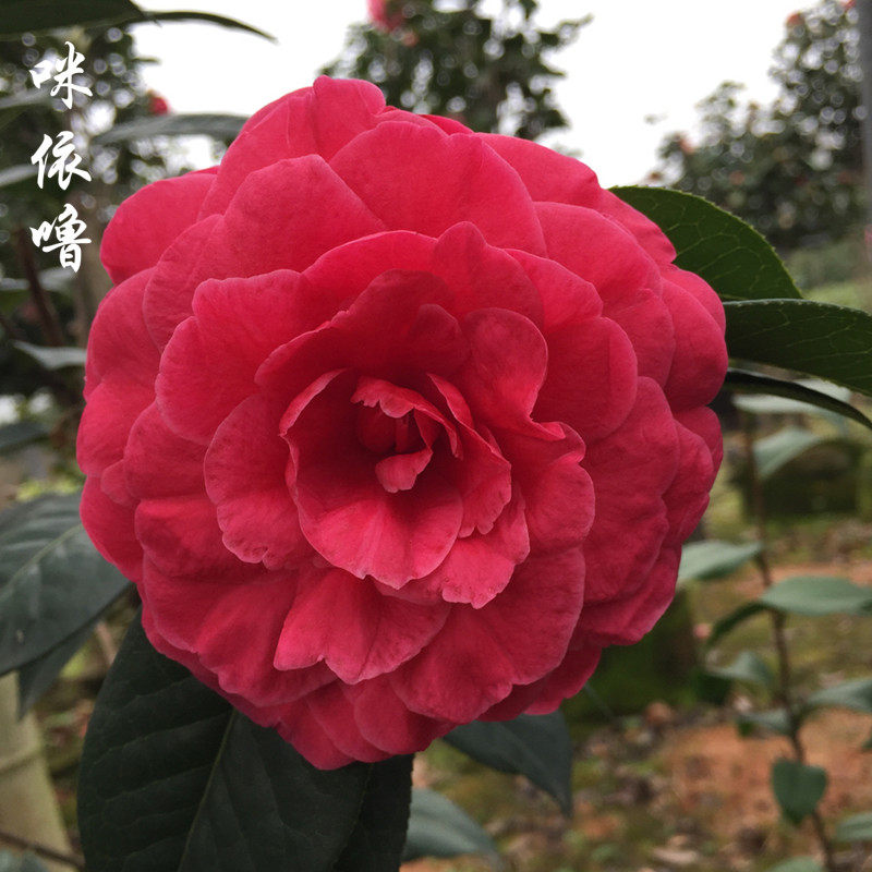 茶花咪依高档云南精品扦插花苗阳台花卉盆栽时令草本花卉