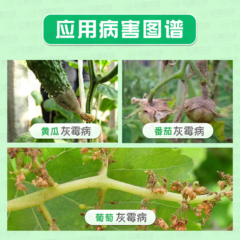 国光腐霉油菜葡萄草莓黄瓜番茄灰霉菌核花卉杀菌剂
