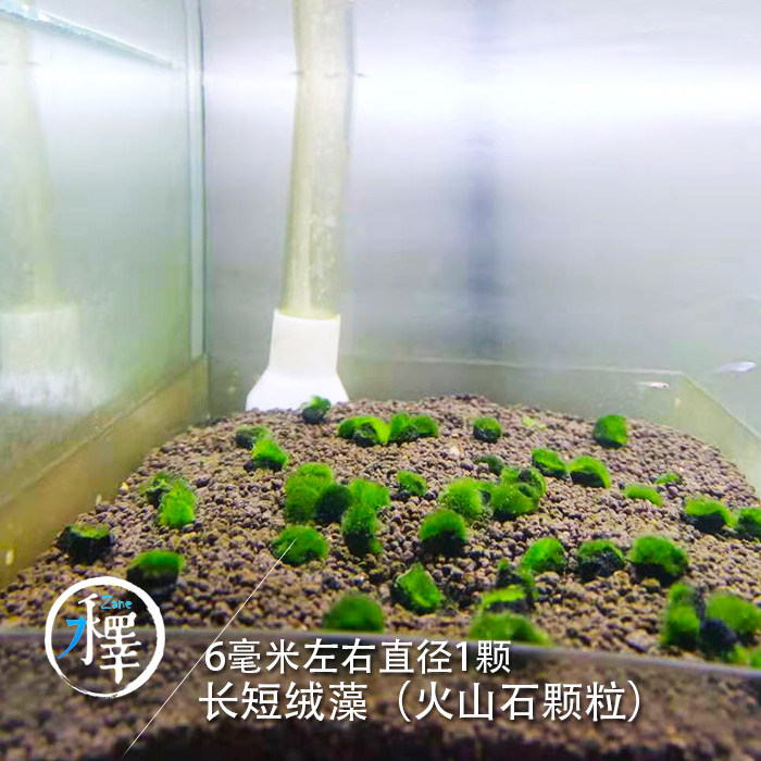 绿苔长短绒藻金鱼缸鱼缸绿毛藻绿地毯苏虾藻藻种水草
