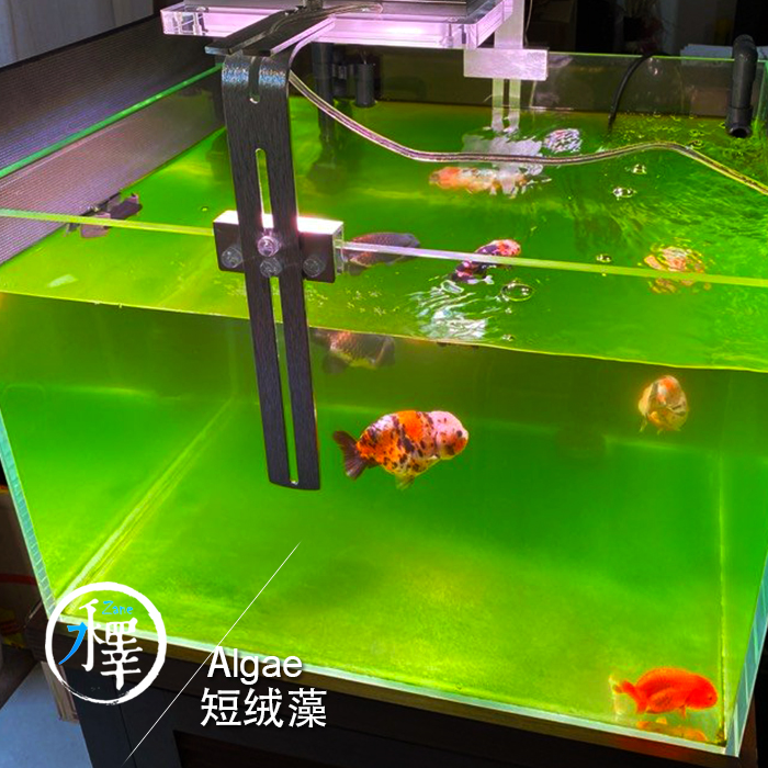 绿苔长短绒藻金鱼缸鱼缸绿毛藻绿地毯苏虾藻藻种水草