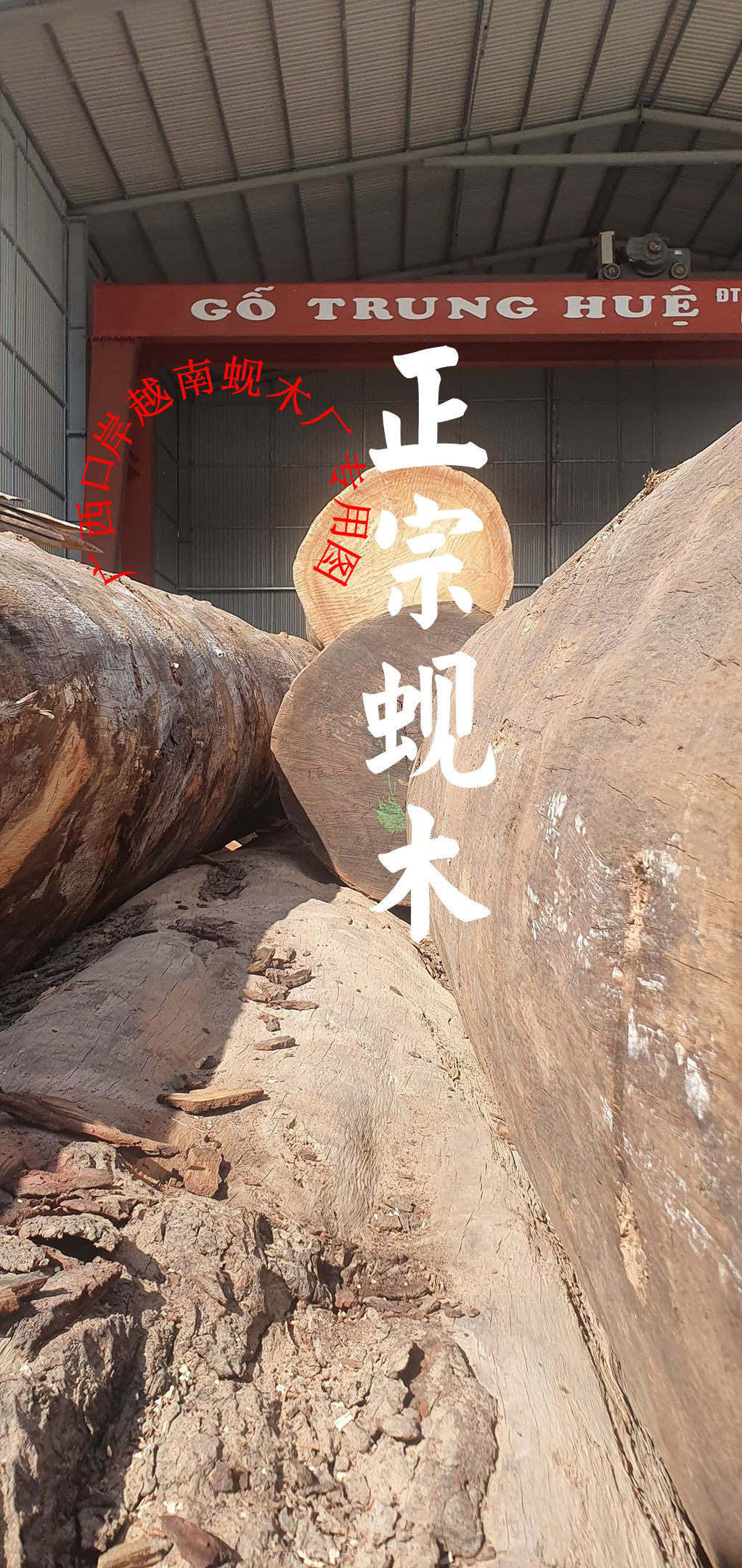 正宗越南铁木蚬木砧板饭店学校专用菜板圆形广西龙州蚬木加厚案板