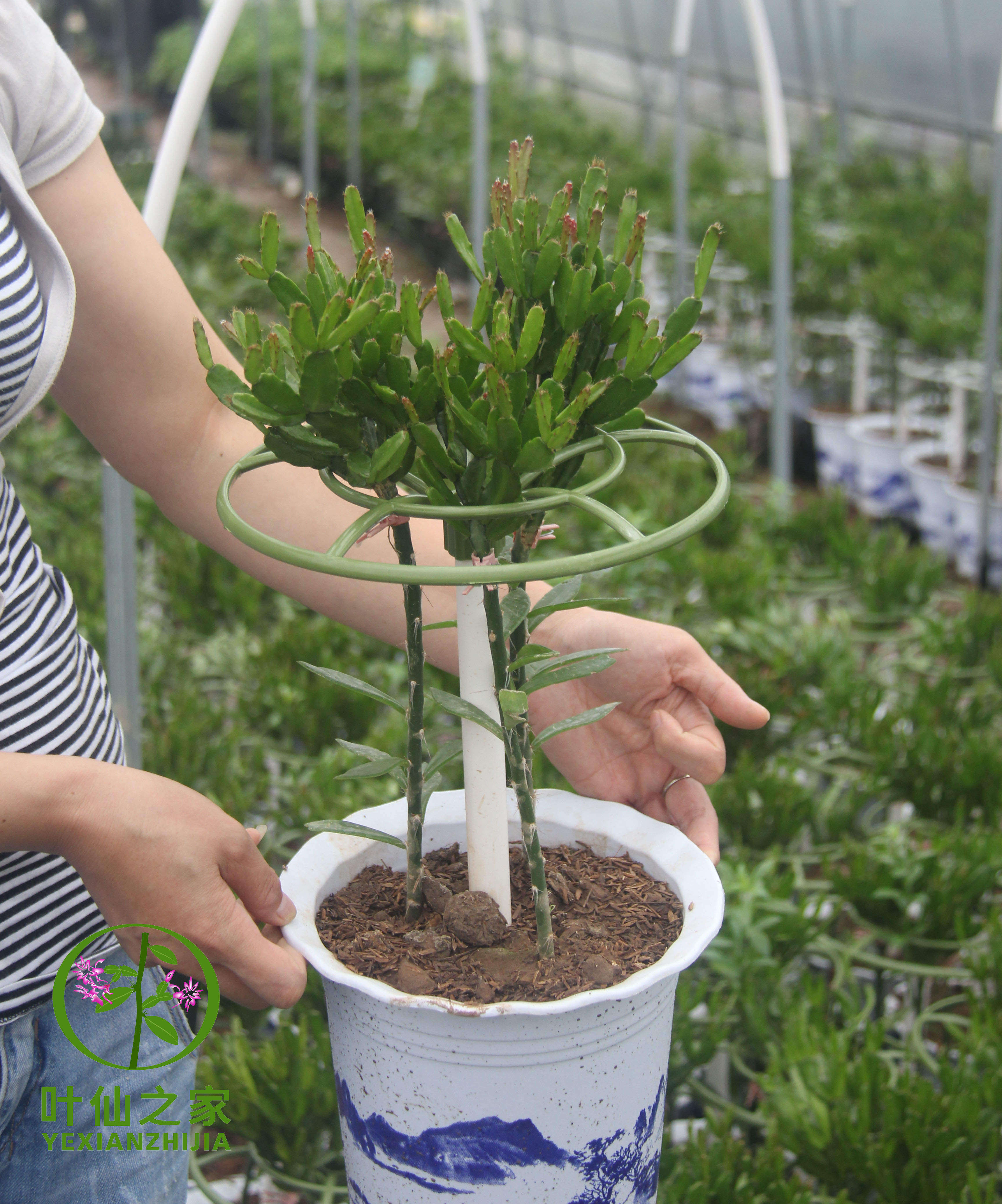 青叶三棵无须发货整盆花架造型一盆嫁接之舞时令草本花卉